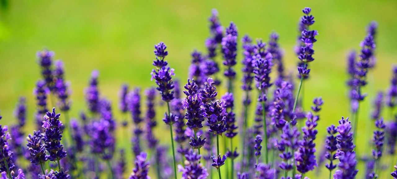 Hoe komt de homeopaat aan zijn medicijnkennis?