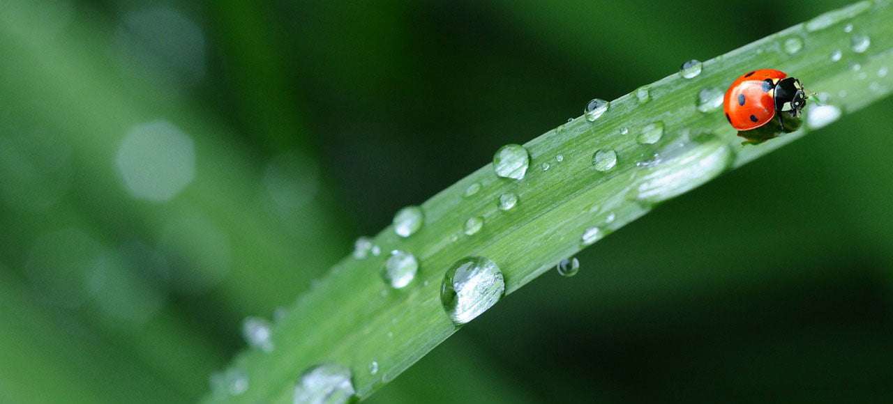 Bent u een plant, een mineraal of een dier?