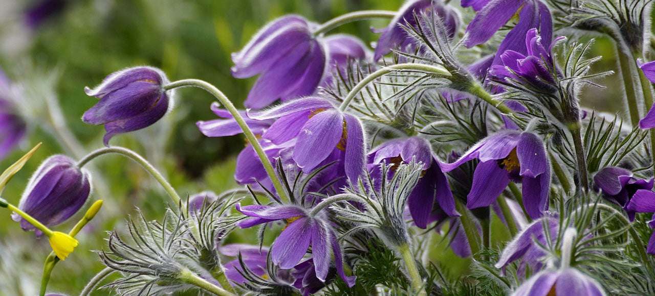 Hoe het zachte en kwetsbare Pulsatilla plantje effectief kan zijn bij oogontsteking