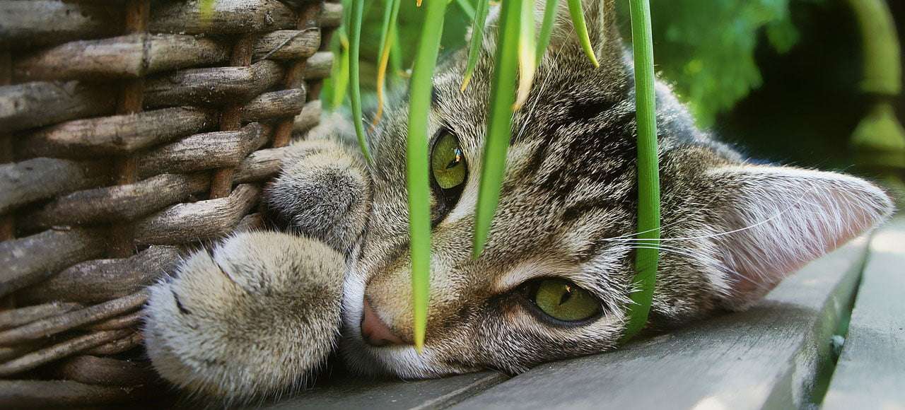 Slaapprobleem bij kind behandeld met homeopathie, wat heeft de poes hiermee te maken?